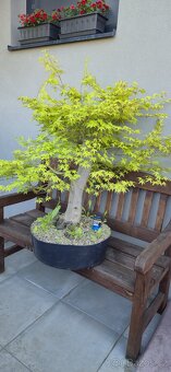 Bonsai, prebonsai - 2