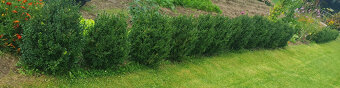 Buxus zimostráz krušpán 80cm - 2
