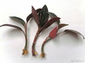 Ludisia discolor, orchideje - 2