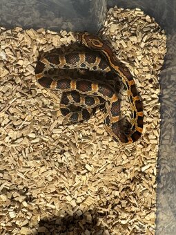 Užovka Červená Extreme Okeetee (Corn Snake) - 2