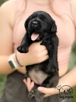Štěně - Labrador s PP - 2