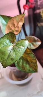 Syngonium 'Matcha Sprinkle' - 2