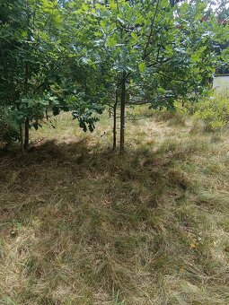 Pozemek s chatou u přehrady Skalka - Cheb - 2