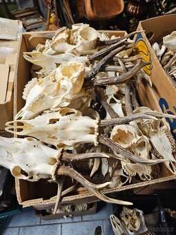 Paroží,trofeje,shozy,obrazy - 2