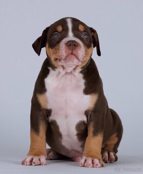 American bully s PP - 2