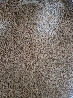 Pšenice, Ječmen, oves, hrách, bob obecný, řepka - 2