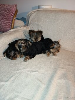 Jorkšírský teriér bez PP - 2