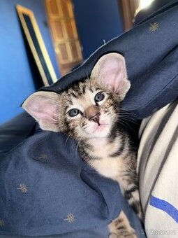 Orientální koťe Marbleficent s PP Pygmalion - 2