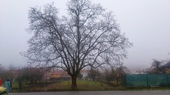 Dřevo ořech - strom - 2