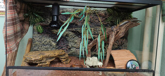 Gekon noční+terárium - 2