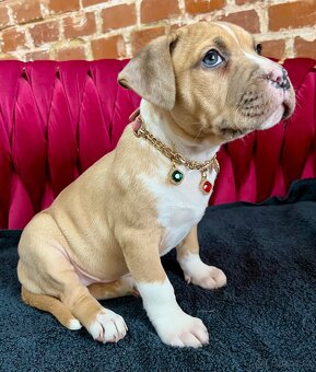 americký stafordšírský teriér - 2