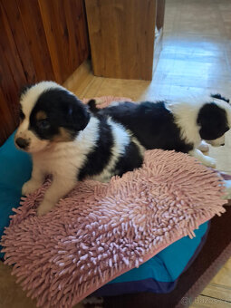 border kolie štěňata - 2