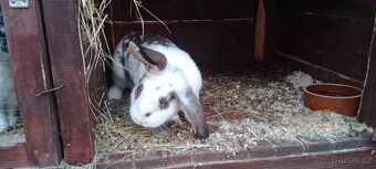 Prodám 2lonske samice 7/2025 - 2