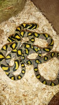 Lampropeltis pyromelana Applegate - 2