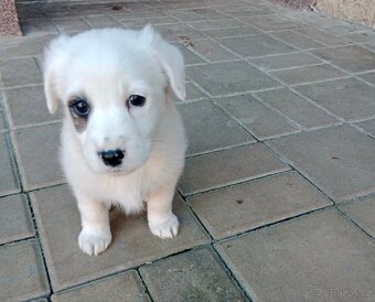 Jack Russel teriér - 2