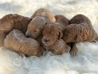 Goldendoodle - 2