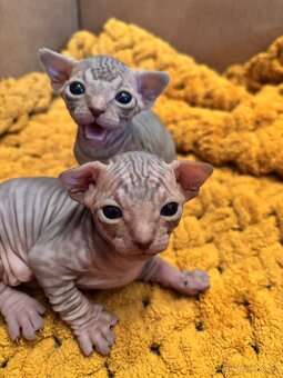 Kanadský sphynx - 2