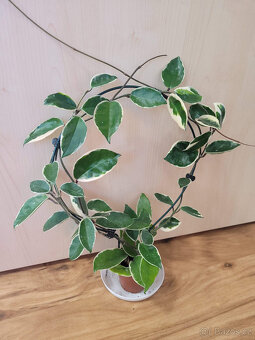 Pokojovky (Epipremnum, Hoya, Ludisia, Monstera, Orchidej) - 2