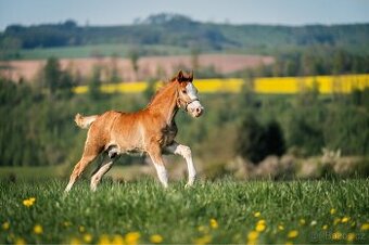 Letošní hřebeček Welsh Cob - 2