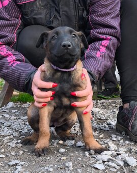 Belgický ovčák malinois - 2