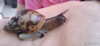 Africký šnek Achatina - 2