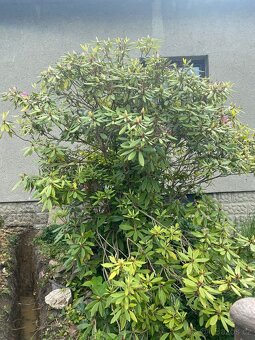 Rododendron - 2