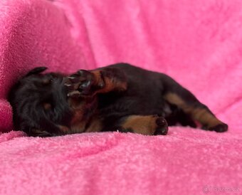 Beauceron štěńátka s PP ze zahraničního spojení - 2