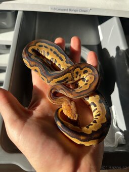 Krajta královská mláďata - 2