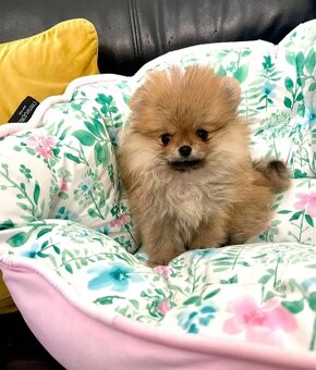 Pomeranian fenečka - 2