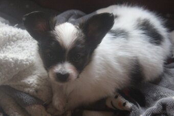 Papillon - pejsek s PP - 2