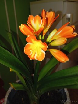 Clivia- Klívie řemenatka - 2