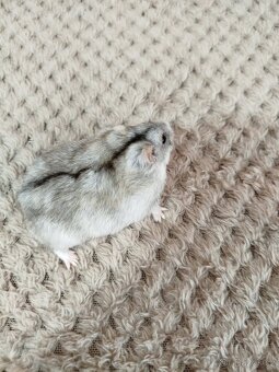 Křeček džungarský samička - 2