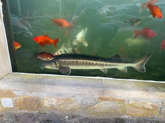 Koi Kapři - 2