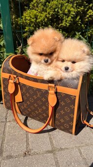 Pomeranian štěně ❤️🔥 - 2