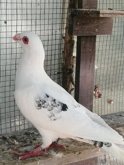 Holubi dragouni - - 2