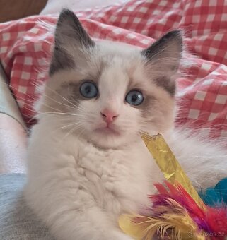 Koťátka ragdoll s PP - 2