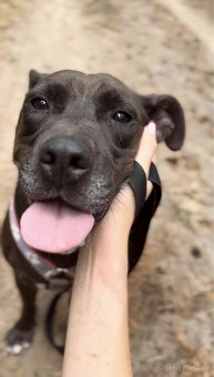 LEX K ADOPCI - skvělý parťák a mazel pro zkušené - 2