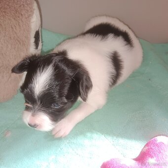 Papillon s PP feny - 2