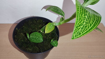 Ludisia Discolor Alba - 2