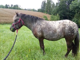Prodám pony klisnu - možno včetně vybavení - 2