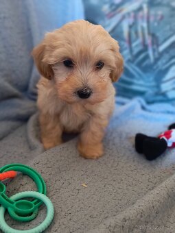 Maltipoo - 2
