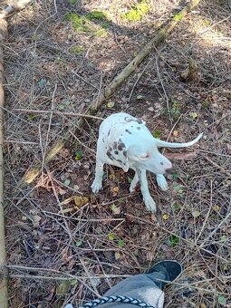 Dalmatin - štěňátko s PP FCI - 2