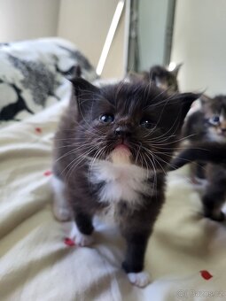 Mainská mývalí koťátka bez pp - 2