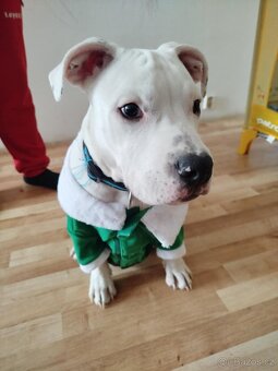 štěně staforda - 2