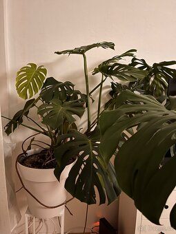Obrovská monstera - 2