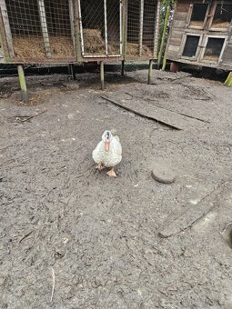 Kachny pižmové - 2