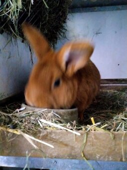 Novozélandský červený, samec - 2