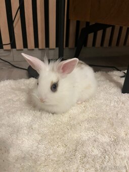 Zakrsly Králíček Holčička - 2