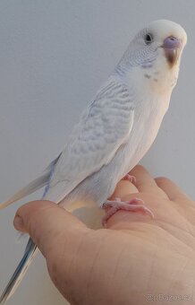 Supermazlík, ručně dokrmená andulka, kluk - 2