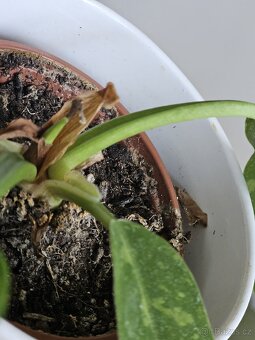 pokojová rostlina Philodendron různé - 2
